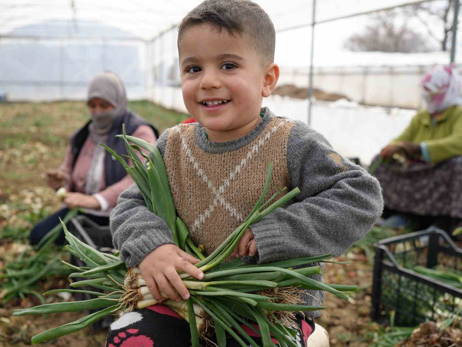 Doğu illeri karla m&uuml;cadele ederken Iğdır&rsquo;da seralarda &uuml;retim yapılıyor
