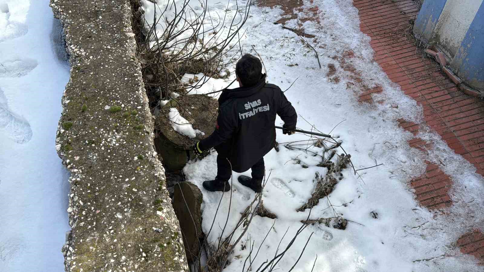 Kurnaz tilki kurtarma ekiplerini yıldırdı

