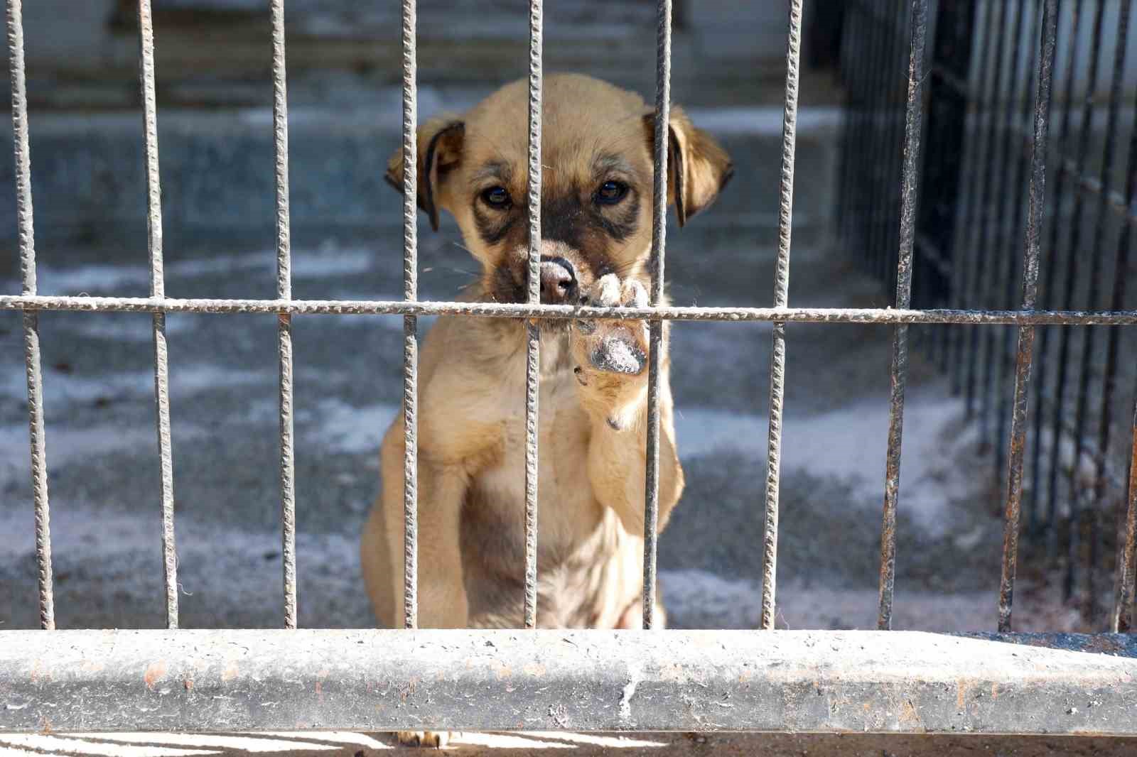 Başkan Yalım&rsquo;dan minik dostlar i&ccedil;in &ccedil;ağrı

