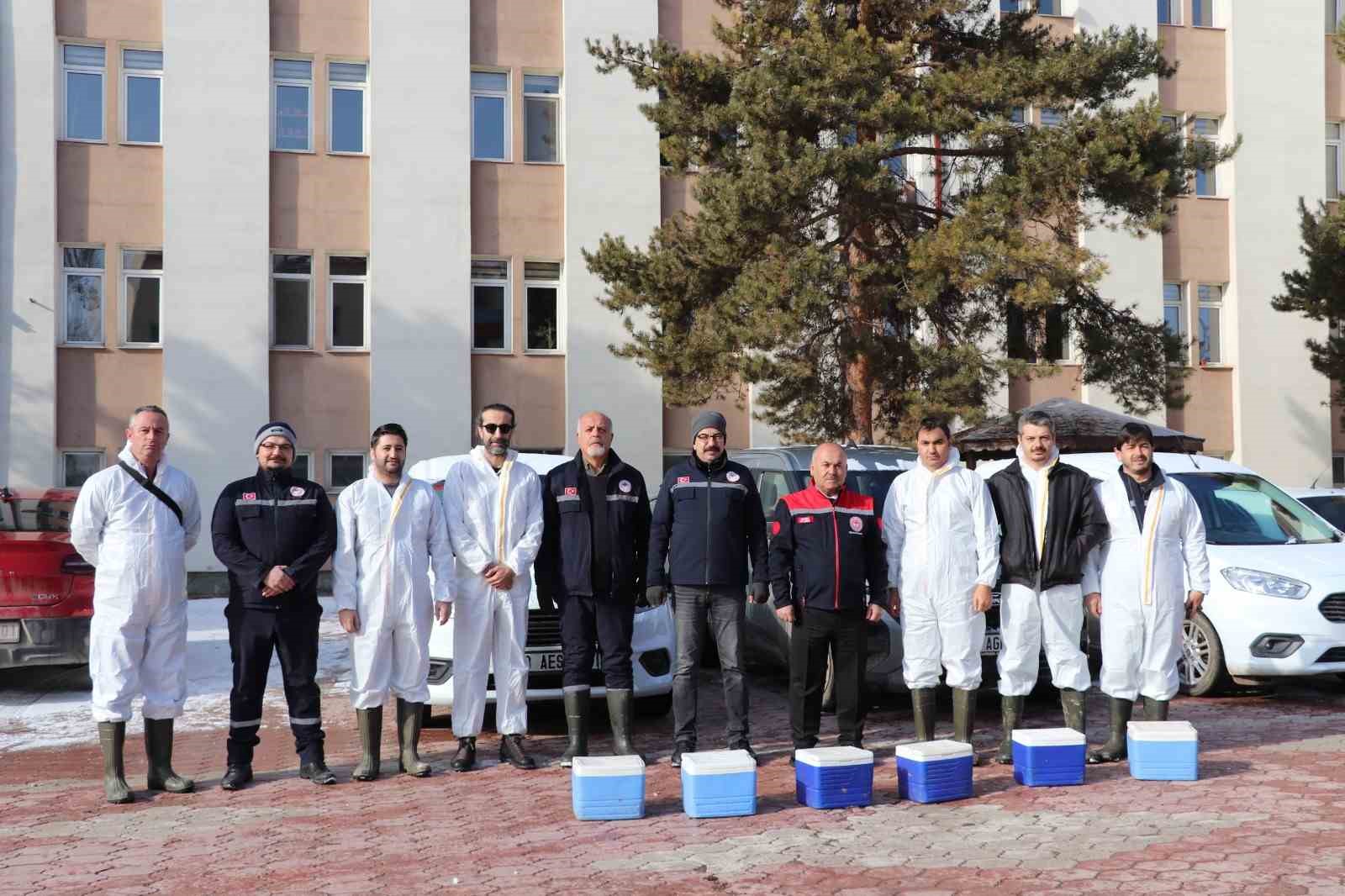 Sivas&rsquo;ta şap aşılama kampanyası devam ediyor
