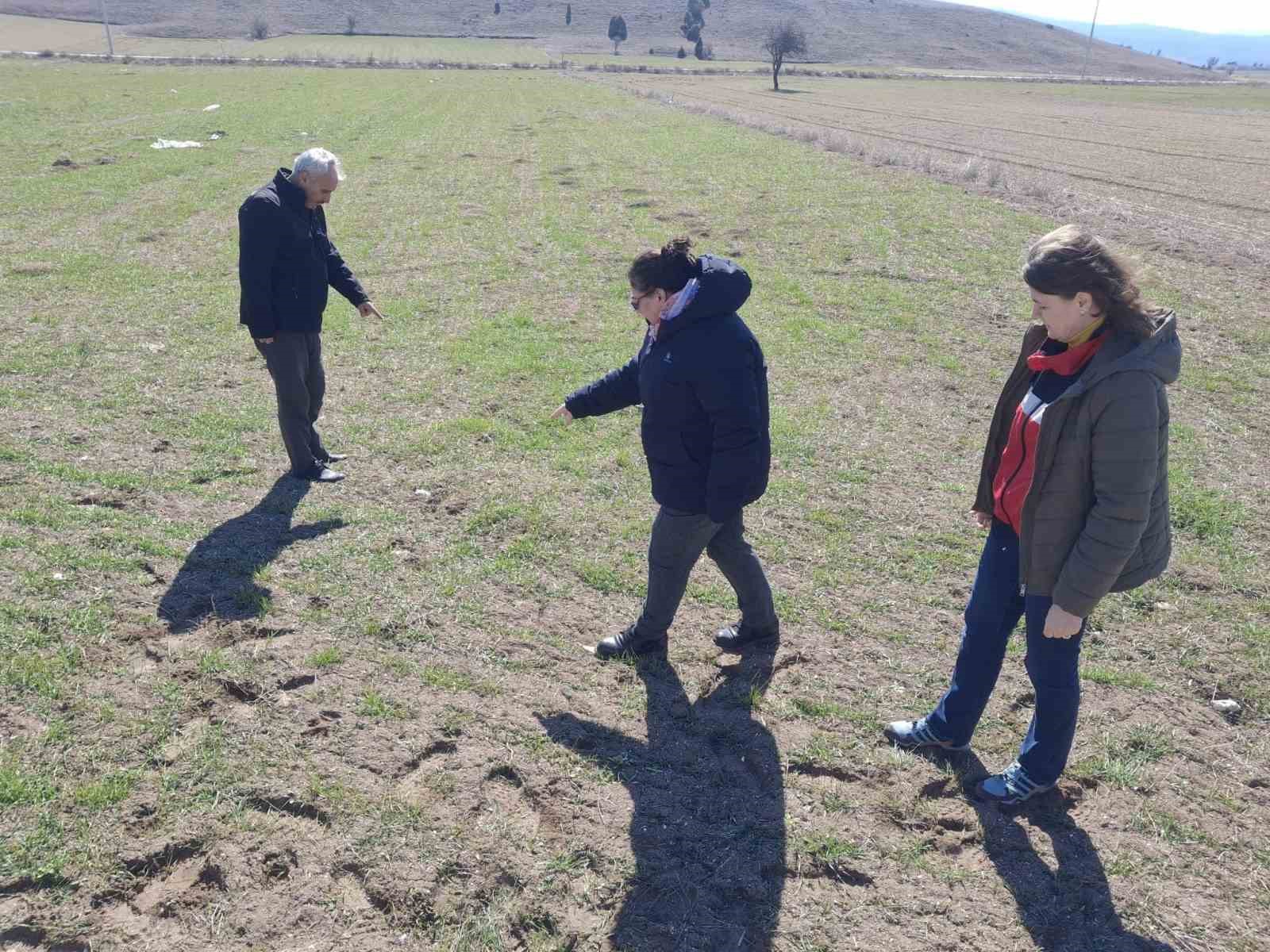 Kütahya’da tarla faresi ile mücadelede arazi kontrolleri