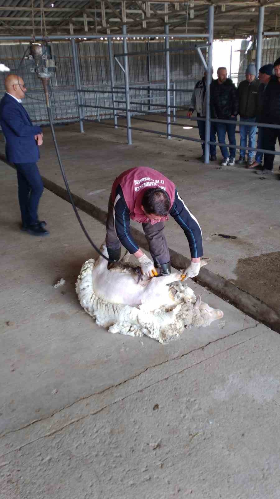 Yetiştiricilere uygulamalı "Koyun Kırkım" eğitimi
