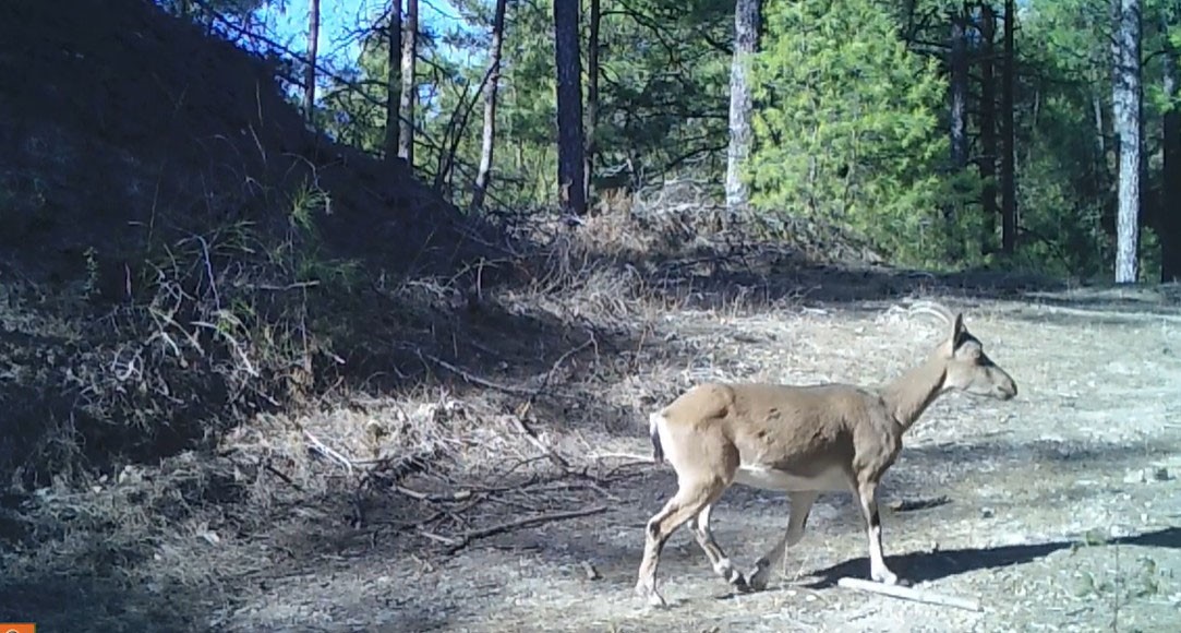 Isparta’da yaban keçileri fotokapana yansıdı