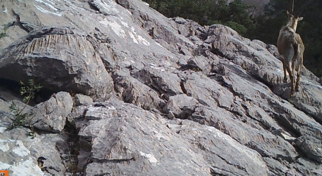 Isparta&rsquo;da yaban ke&ccedil;ileri fotokapana yansıdı
