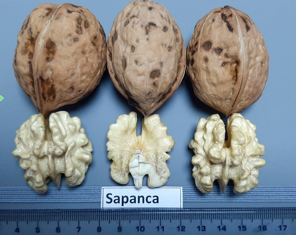 Sapanca Cevizi ‘Coğrafi İşaret Tescili’ aldı