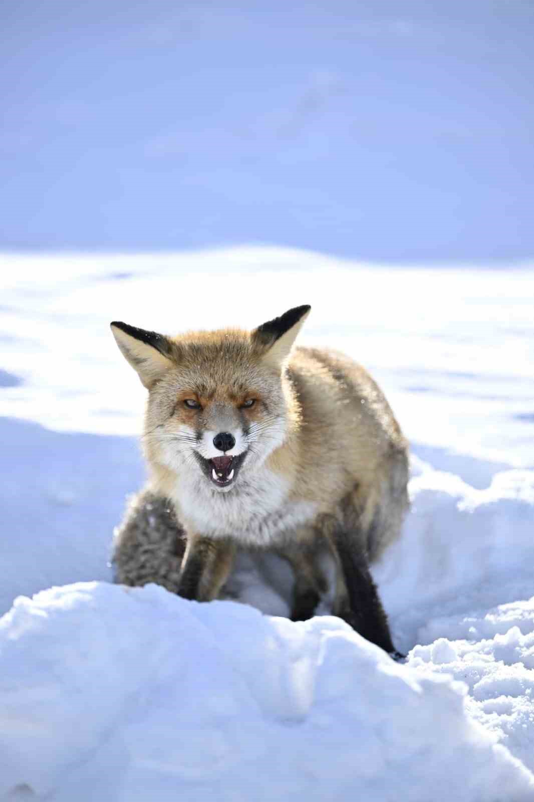 Kara yolunun kenarına yuva yapan tilkiler, fotoğraf&ccedil;ıların g&ouml;zdesi oldu
