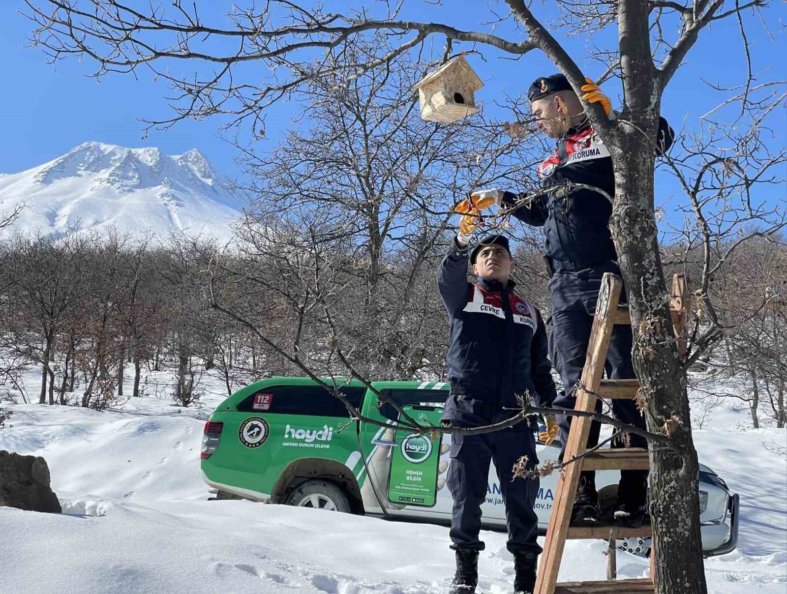 Jandarma yaban kuşlarına yuva yapıp yemle birlikte ağaçlara astı