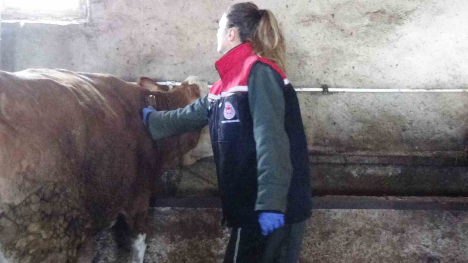 Kars&rsquo;ta zorlu kış şartlarda ekipler hayvanları aşılıyor
