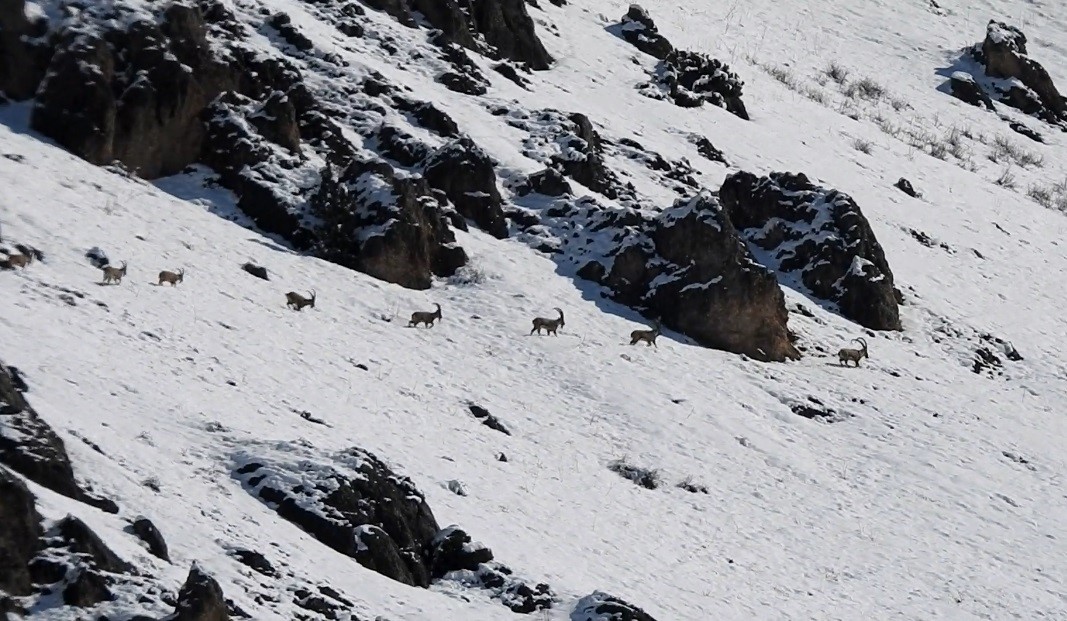 G&ouml;&ccedil; yoluna koyulan yaban ke&ccedil;ileri g&ouml;r&uuml;nt&uuml;lendi
