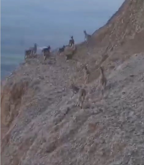 Dağ ke&ccedil;ilerini g&ouml;r&uuml;nt&uuml;lemek i&ccedil;in ke&ccedil;i gibi tırmandı
