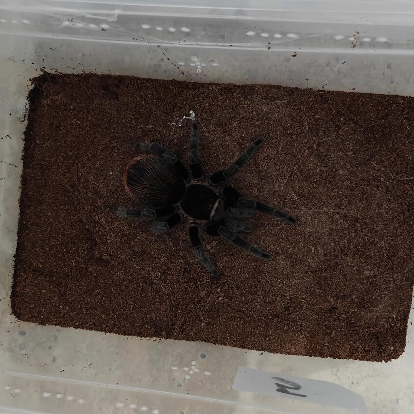 Sivas’ta 4 egzotik yılan ve tarantula ele geçirildi