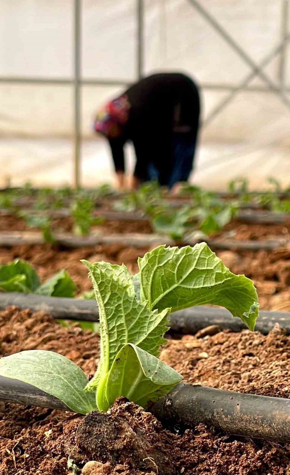 Şanlıurfa&rsquo;da sebze fideleri seralarda toprakla buluştu
