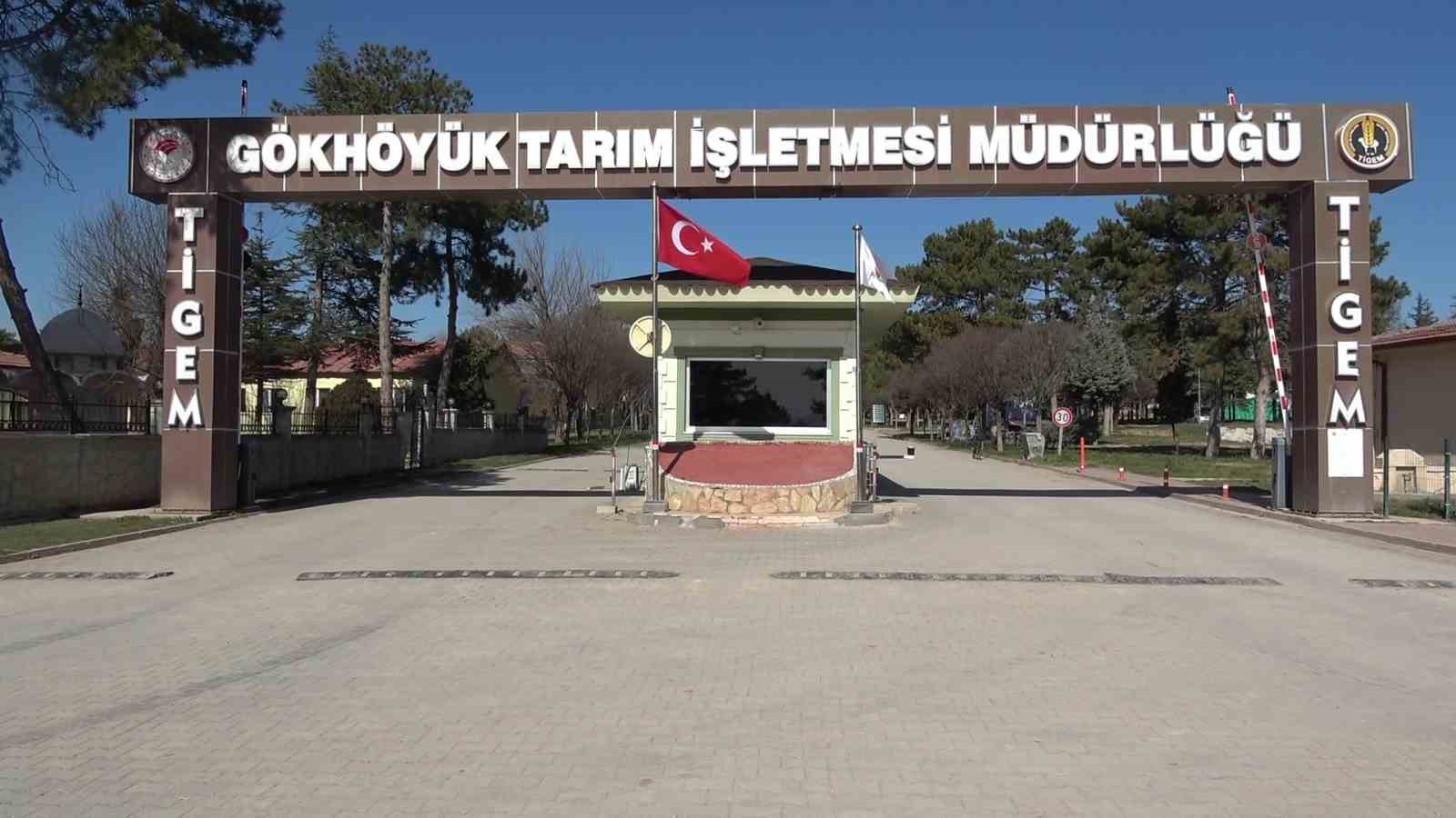 Y&uuml;zlerce kuzu anneleriyle beslenme saatinde buluştu, o anlar dron kamerasında
