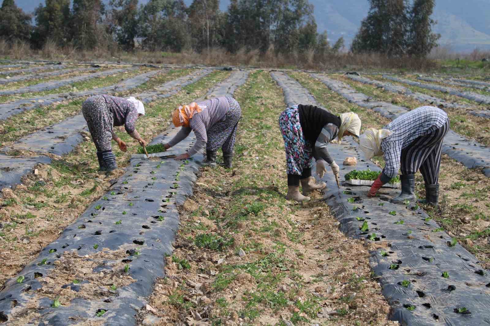 Aydın’da yaz marulları toprakla buluştu