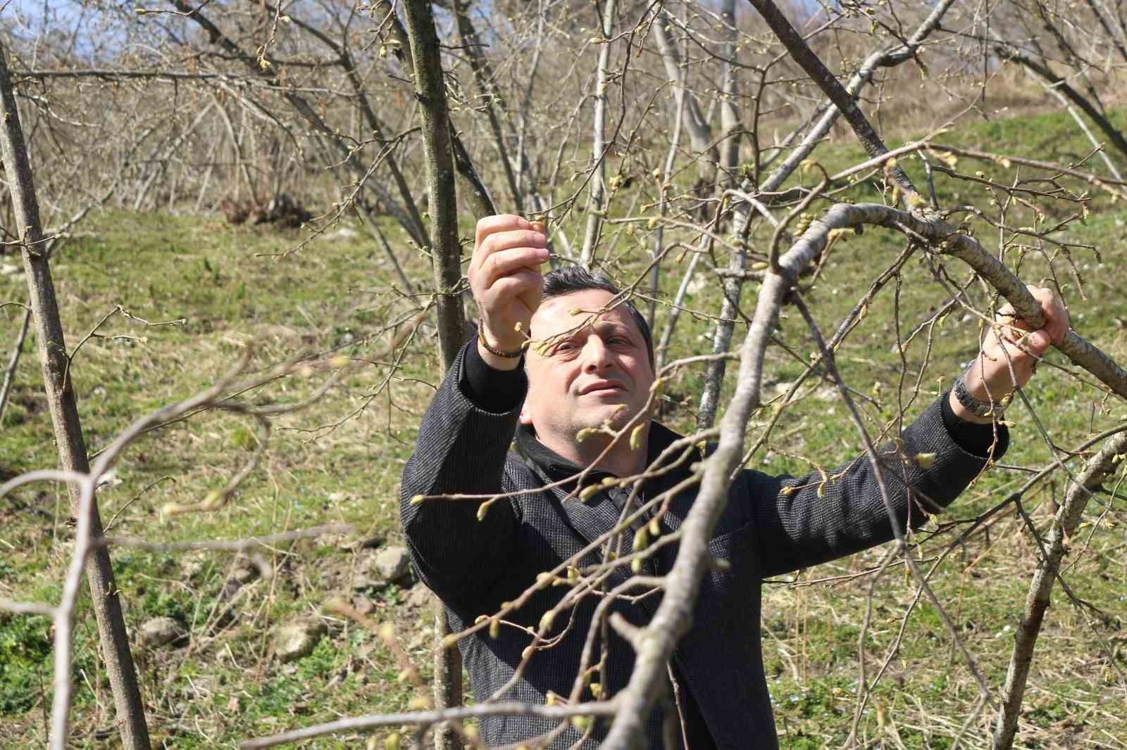 Kar yağışı fındık üreticisini sevindirdi