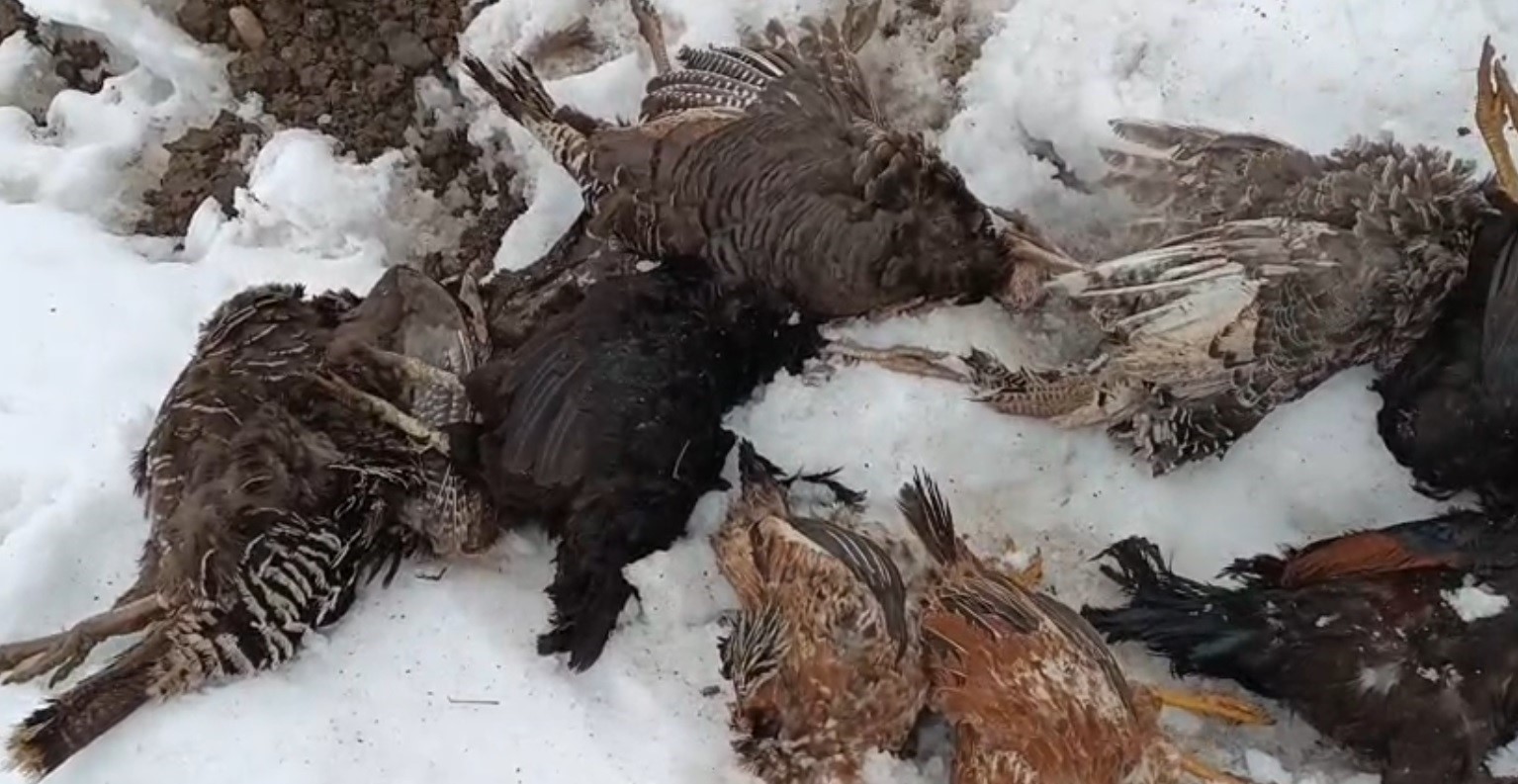 Muş’ta kümese giren gelincik, 31 kanatlı kümes hayvanını telef etti