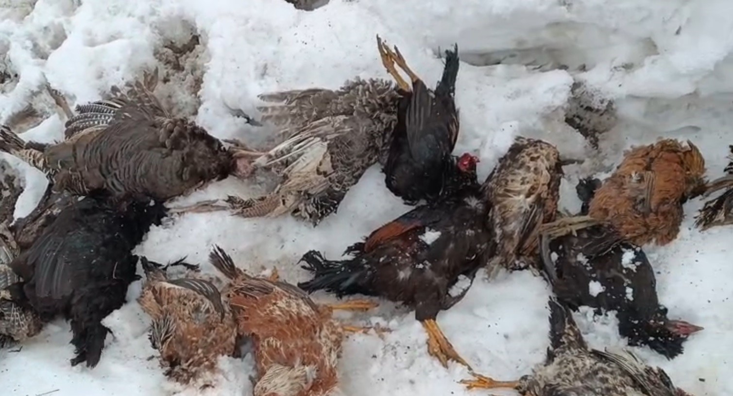 Muş&rsquo;ta k&uuml;mese giren gelincik, 31 kanatlı k&uuml;mes hayvanını telef etti
