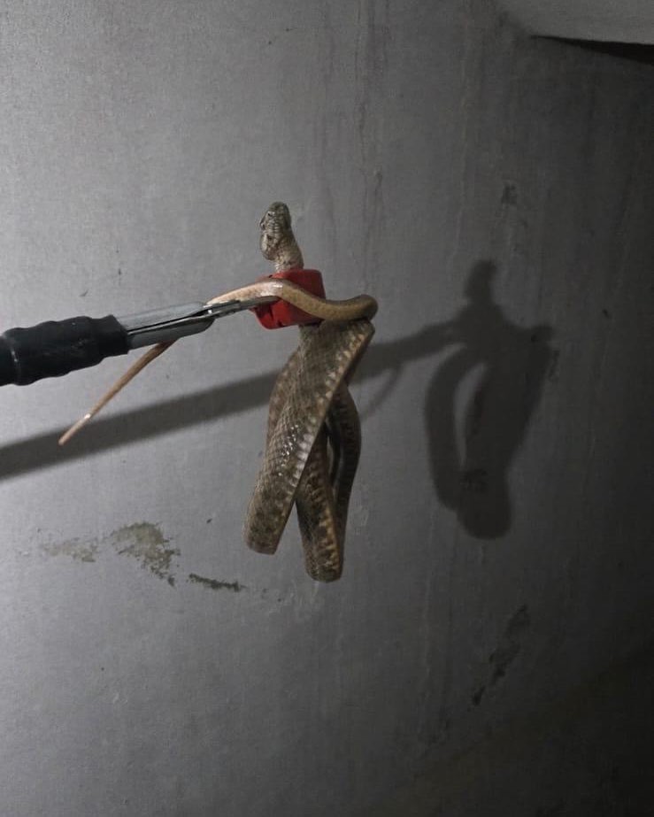 Dörtyol’da eve giren yılanı itfaiye yakaladı