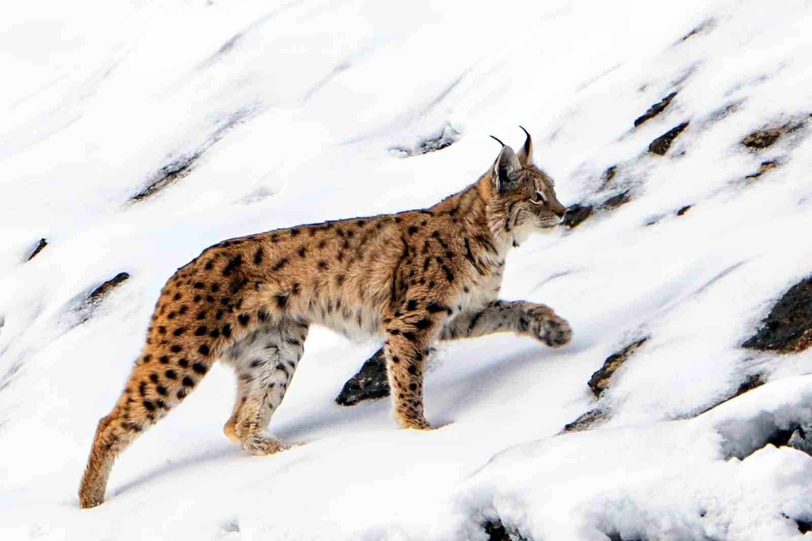 Vaşak köye inip, yiyecek aradı