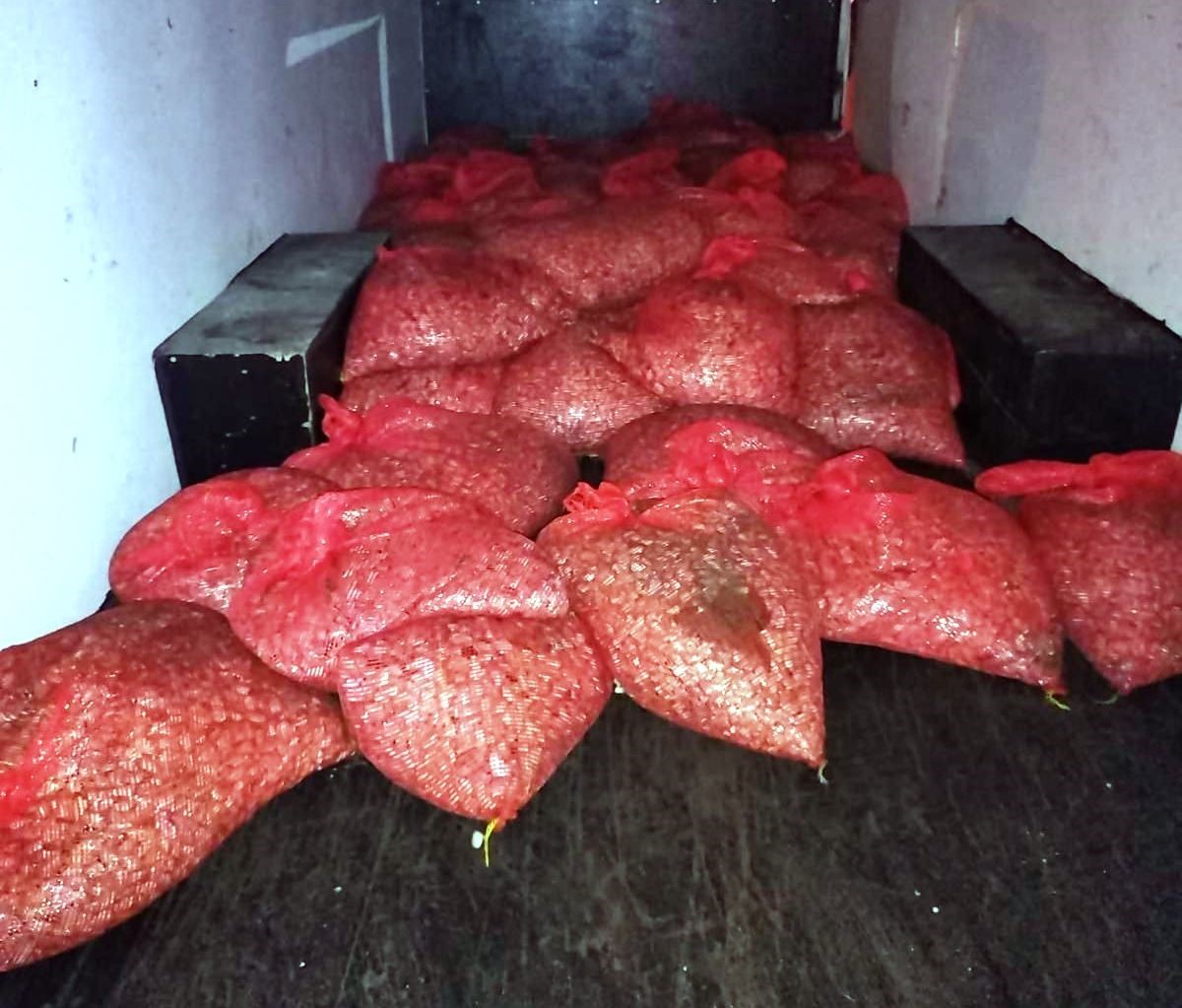 Samsun’da 3 ton beyaz kum midyesi sevk edilmek üzereyken ele geçirildi