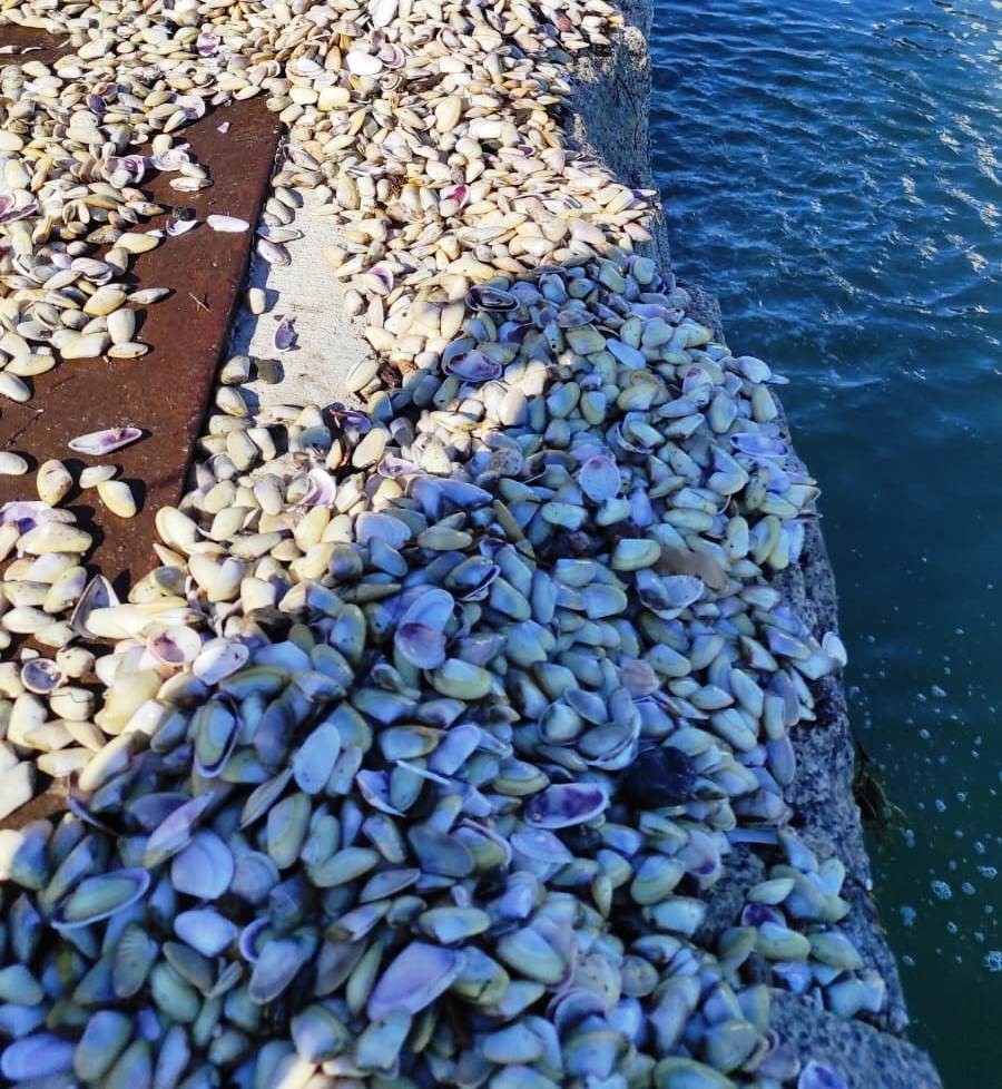 Samsun’da 3 ton beyaz kum midyesi sevk edilmek üzereyken ele geçirildi