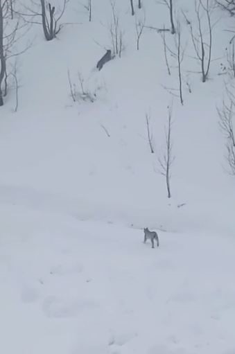 Vaşaklar karlı arazide görüntülendi