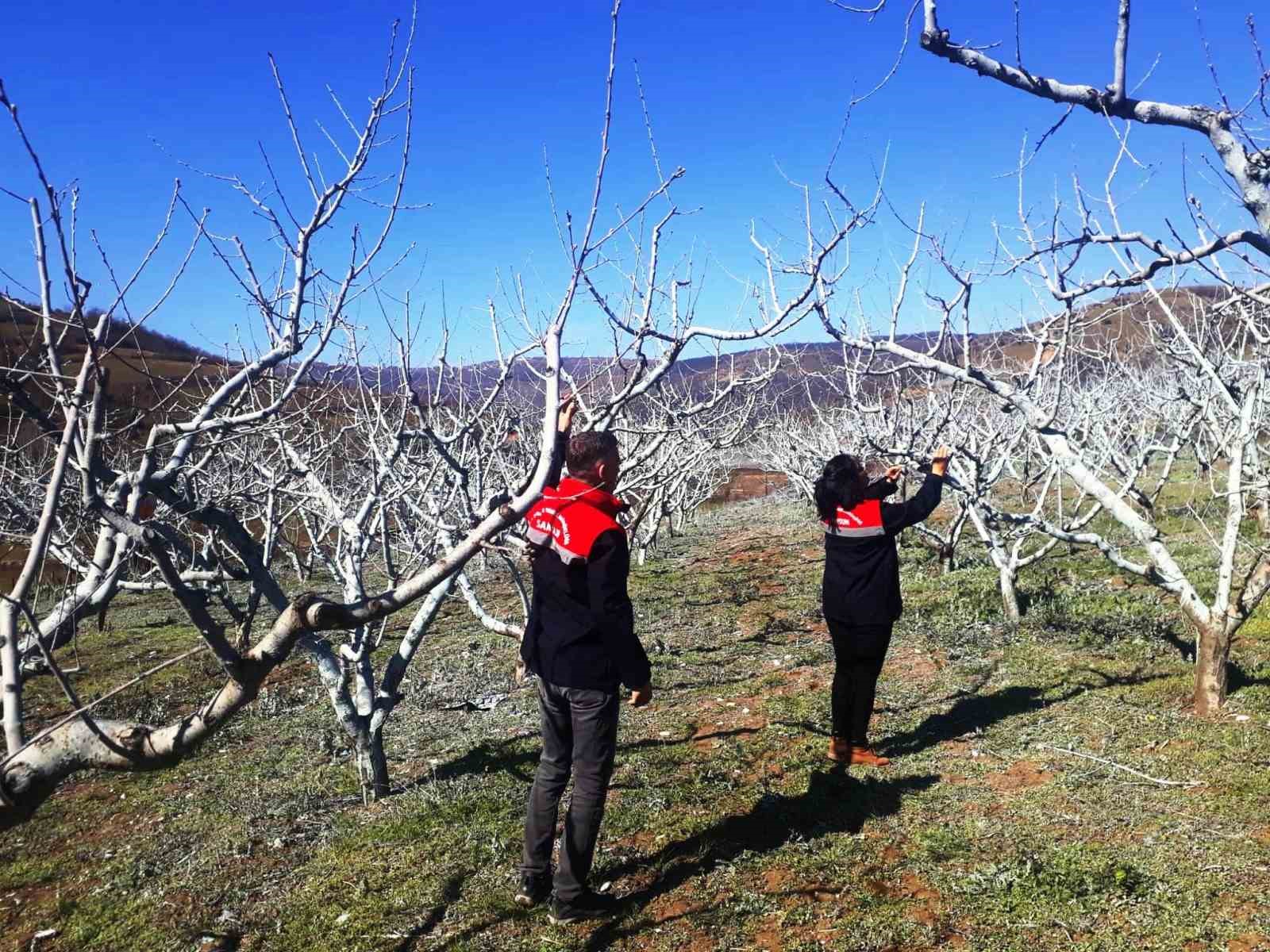 Şeftali ve nektarinde ’bordo bulamacı’ zamanı
