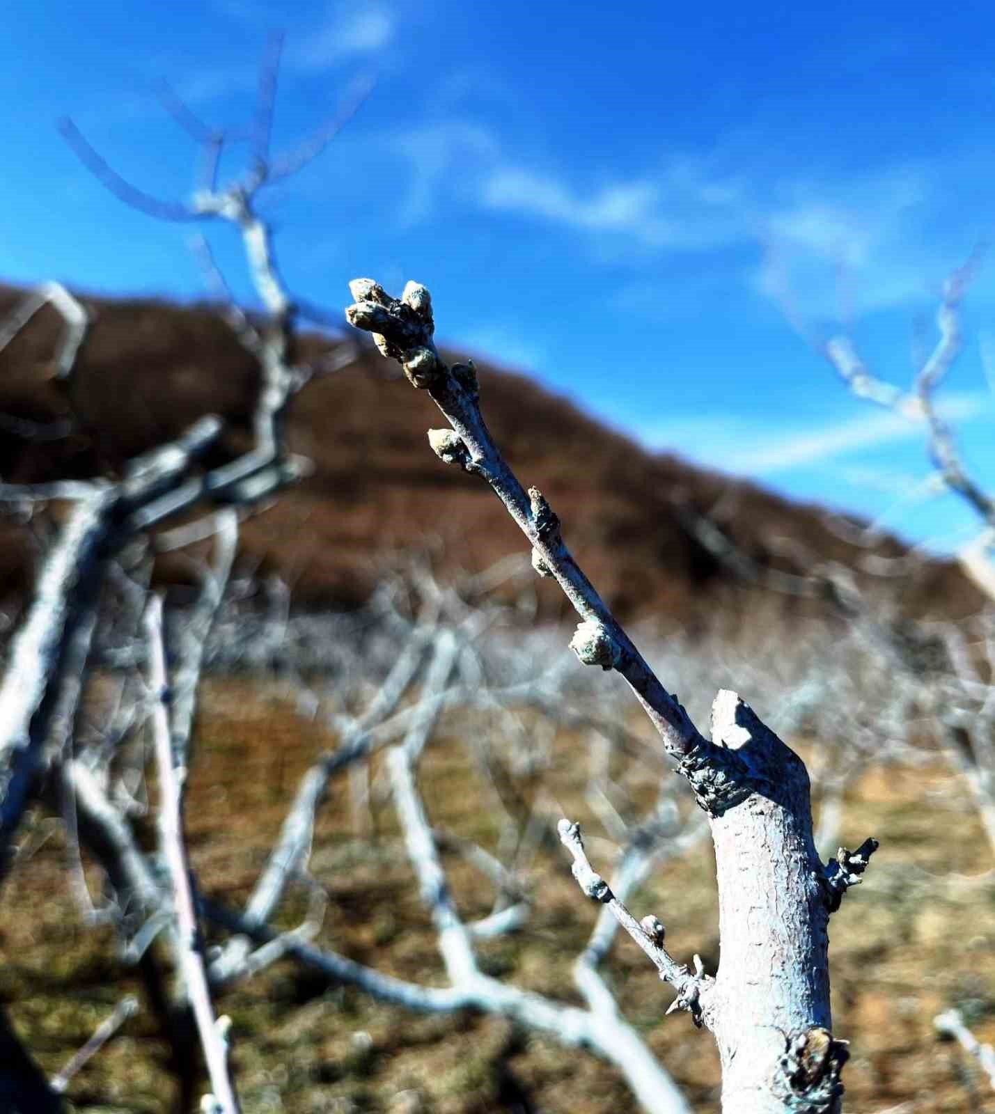 Şeftali ve nektarinde &rsquo;bordo bulamacı&rsquo; zamanı
