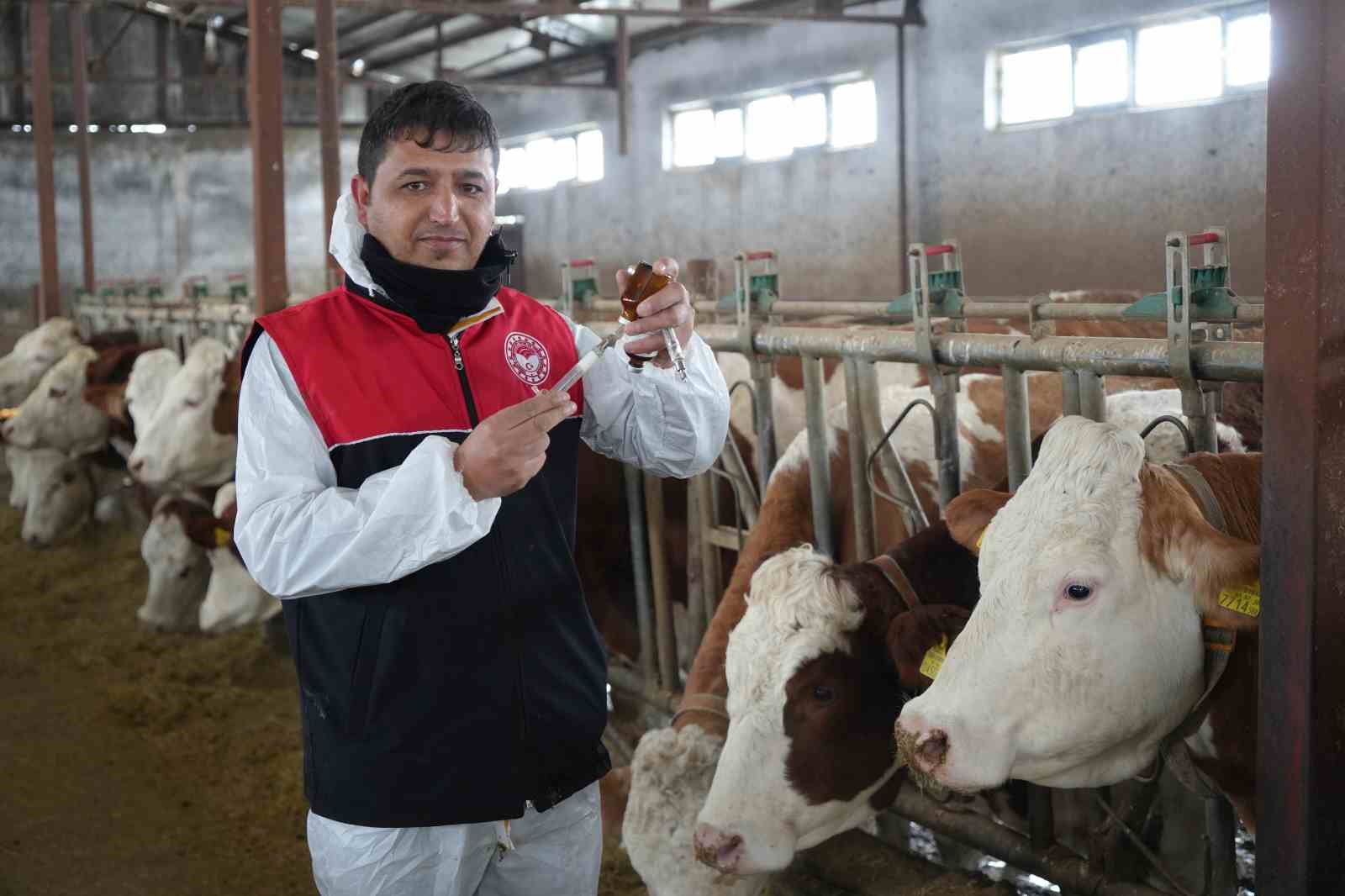 Muş’ta büyükbaş hayvanlar için aşılama çalışmaları devam ediyor