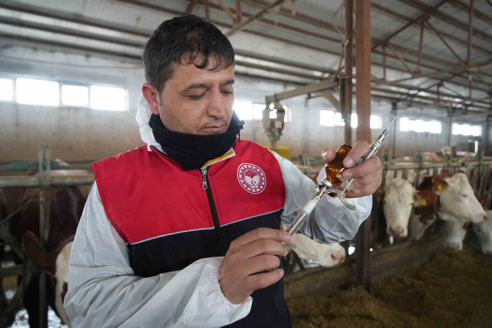 Muş&rsquo;ta b&uuml;y&uuml;kbaş hayvanlar i&ccedil;in aşılama &ccedil;alışmaları devam ediyor
