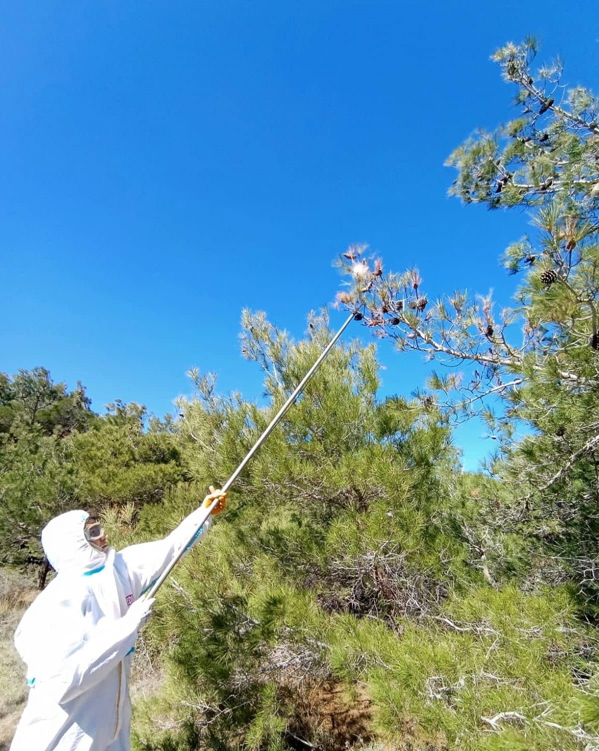 Bozcaada’da orman canlılarıyla mücadele devam ediyor