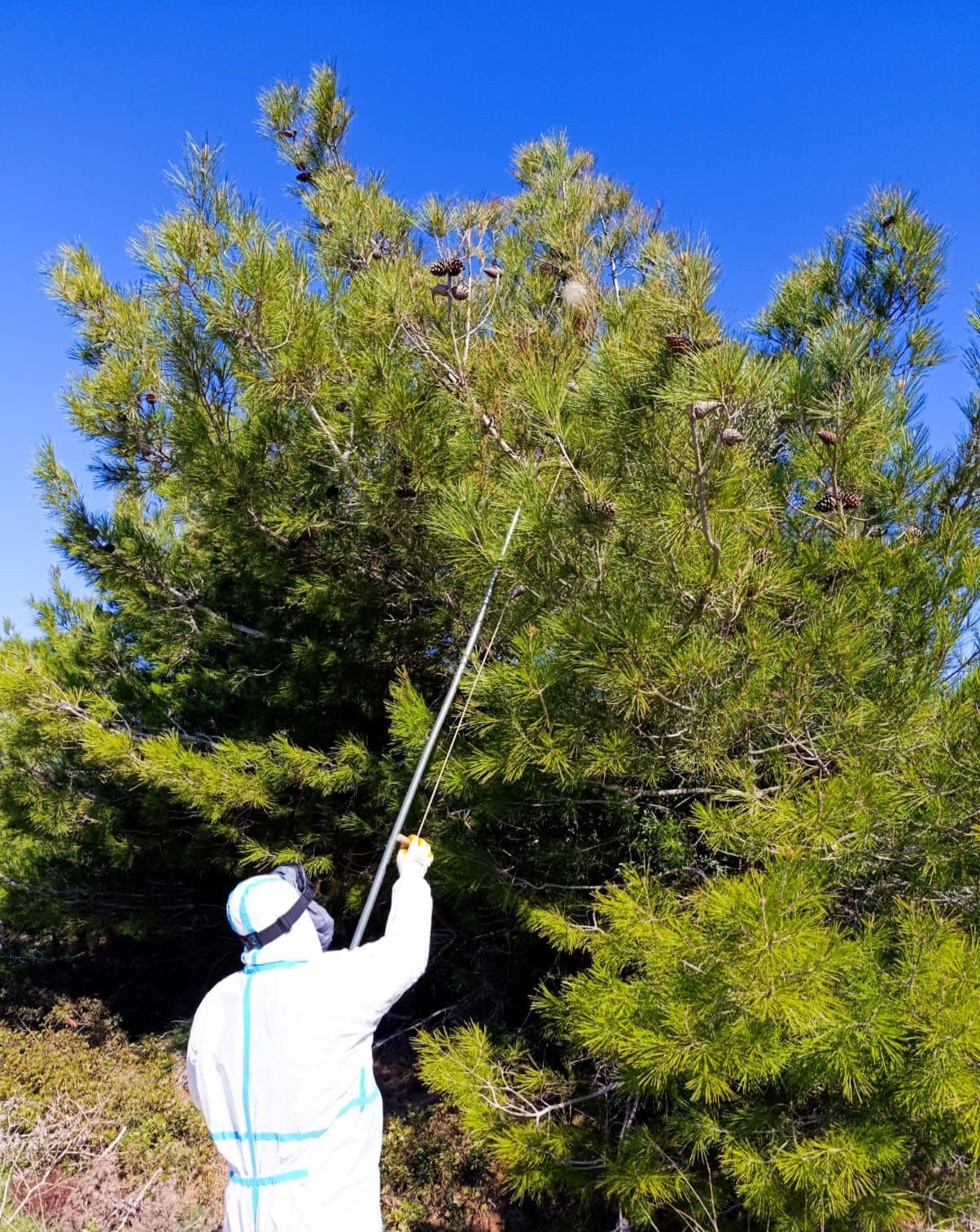 Bozcaada&rsquo;da orman canlılarıyla m&uuml;cadele devam ediyor
