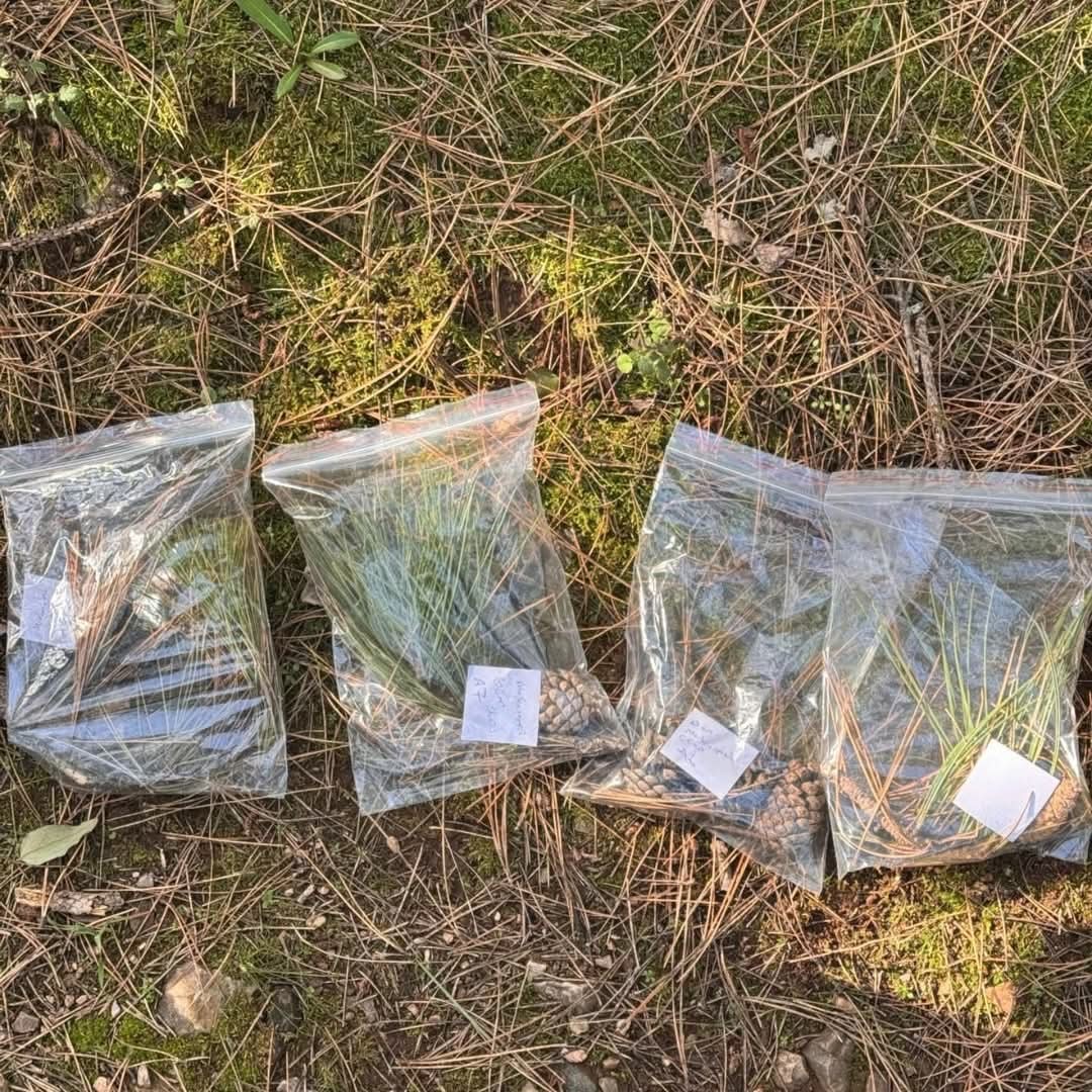 Kuruyan kara&ccedil;am ağa&ccedil;larında inceleme yapıldı
