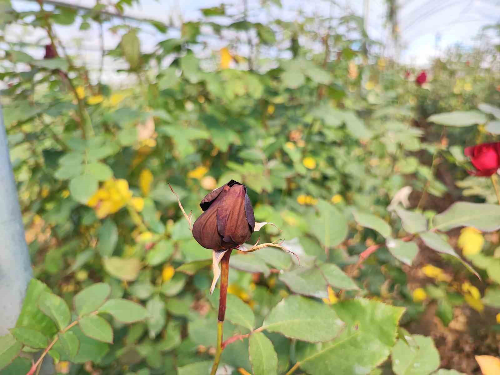 Zirai don g&uuml;l&uuml; de vurdu
