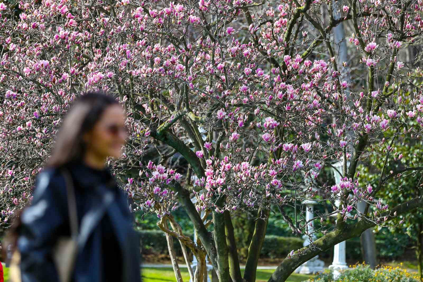 Ihlamur Kasırları’nda baharın müjdecisi manolya ağaçları çiçek açtı