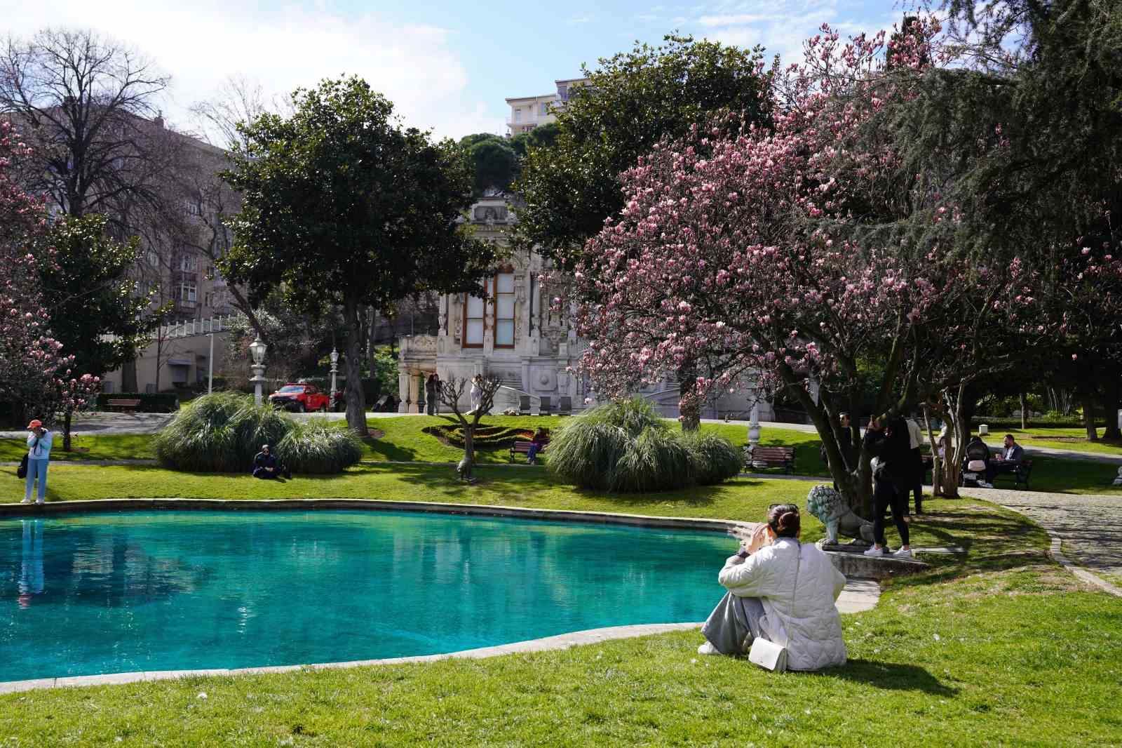 Ihlamur Kasırları&rsquo;nda baharın m&uuml;jdecisi manolya ağa&ccedil;ları &ccedil;i&ccedil;ek a&ccedil;tı
