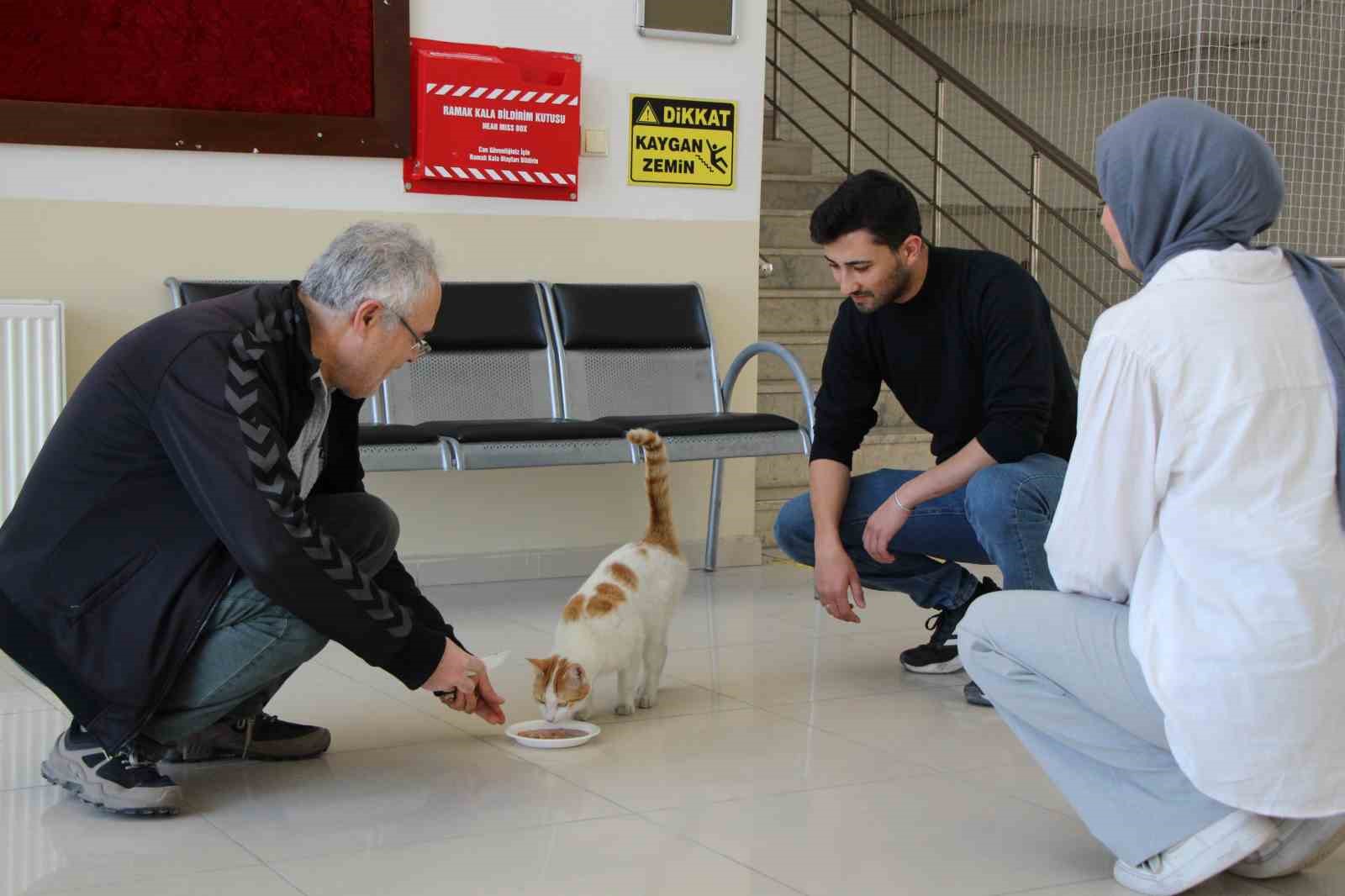 Kedi dostu profesör: Çalışma odasını kedileriyle paylaştı, her gün silip süpürüyor