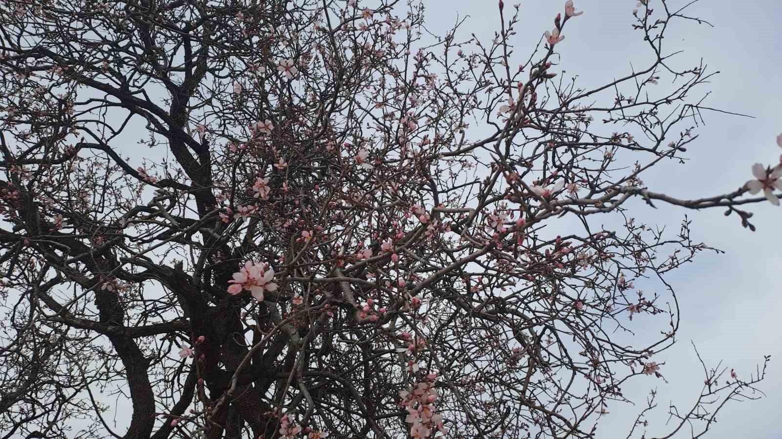 Silvan’da badem ağaçları çiçek açtı