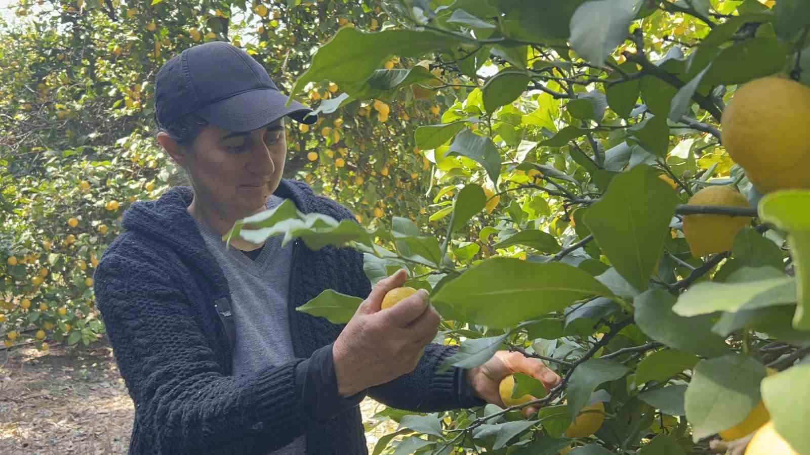 Kimilerine garip gelse de Meral &ccedil;avuş, 30 yıldır tarlaların yolunu tutarak ekmek parasını kazanıyor
