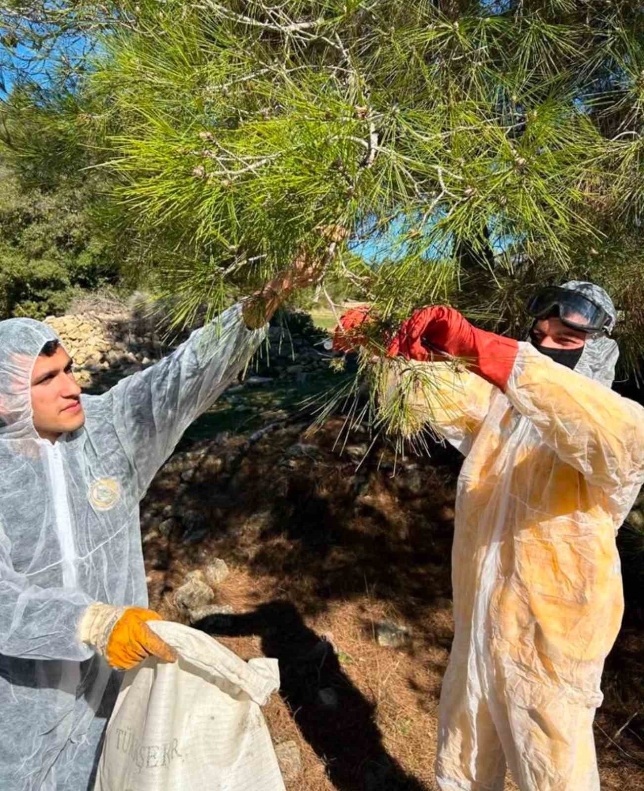 Kızıl&ccedil;am ağa&ccedil;larında &ccedil;am kese b&ouml;ceği ile m&uuml;cadele
