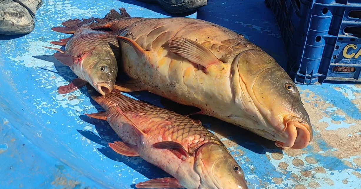 &Ccedil;ekerek Barajı&rsquo;nda 14 kiloluk sazan yakalandı
