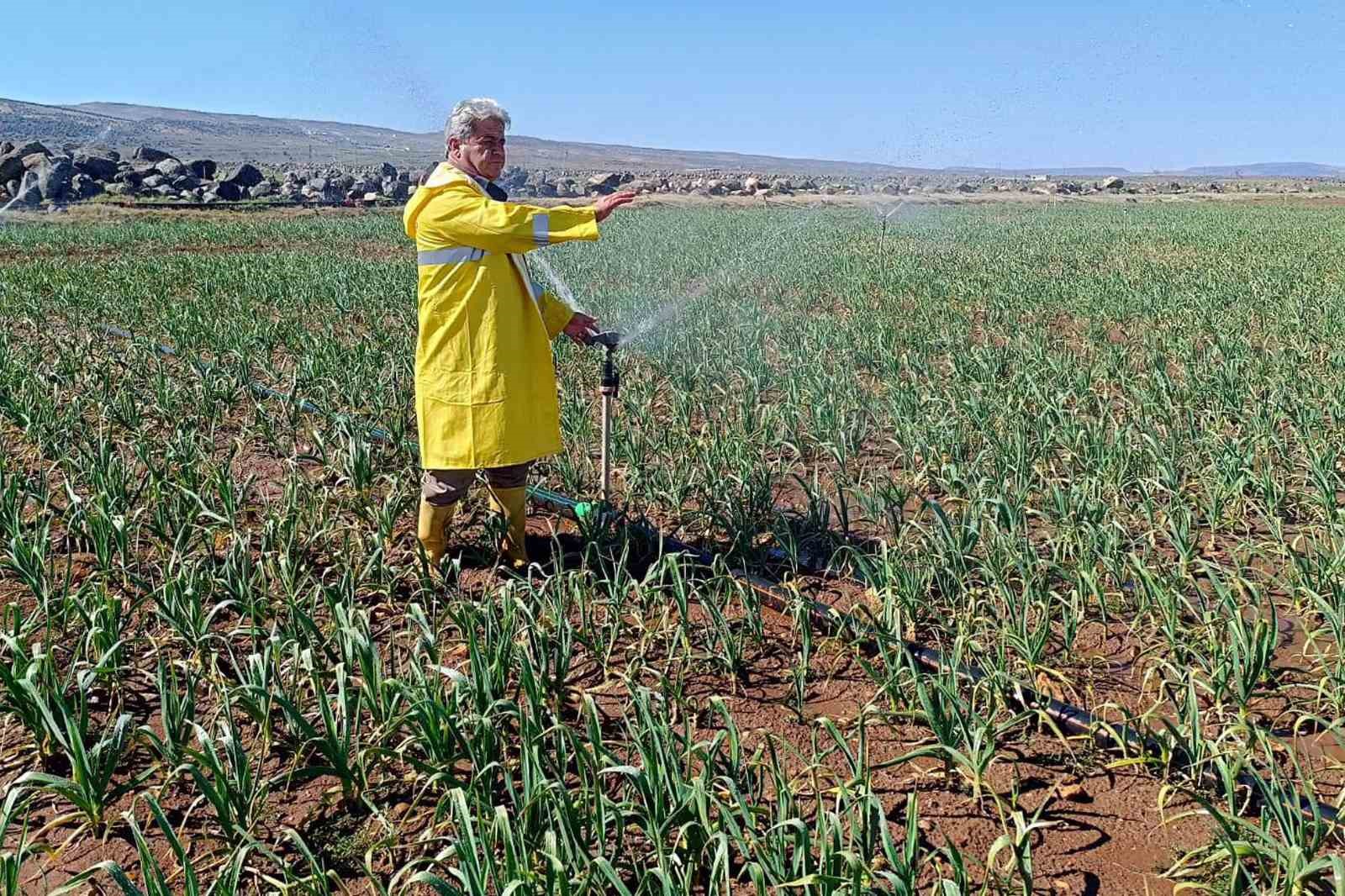 Araban Sarımsağı’nda hasat öncesi yağmurlama sulama başlatıldı