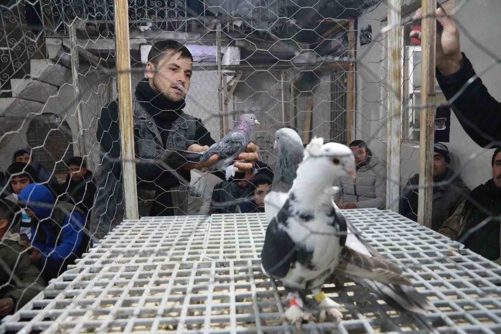 Siverek’te güvercin tutkunları mezatlarda buluşuyor