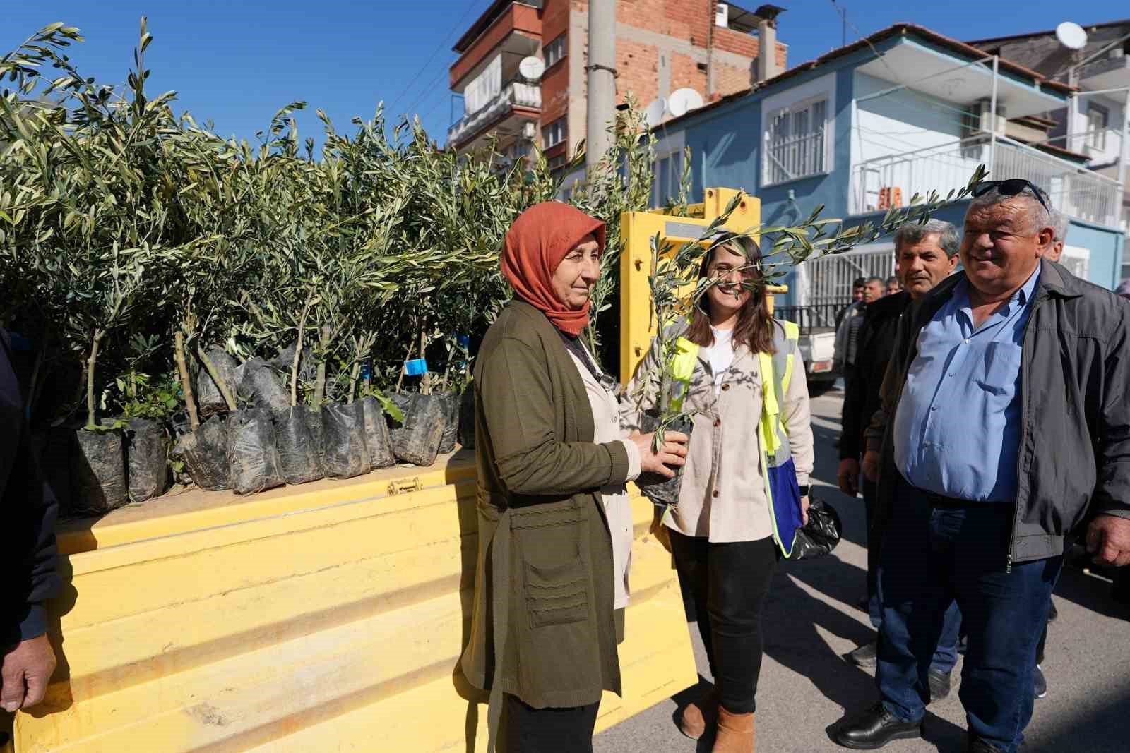 Denizli Büyükşehirden zeytin fidanı seferberliği