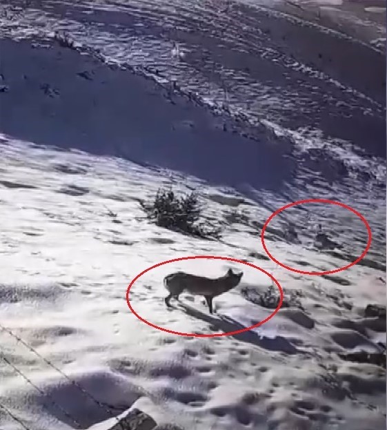 Bayburt&rsquo;ta şehir merkezine ve k&ouml;y yerleşim alanına inen a&ccedil; kurtlar g&uuml;venlik kamerasına yansıdı
