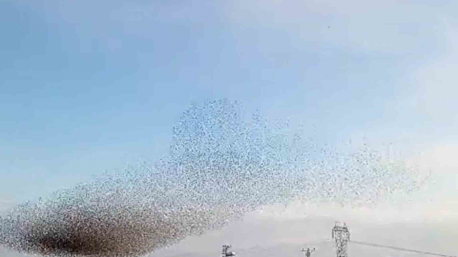 Diyarbakır’da sığırcıkların dansı hayran bıraktı