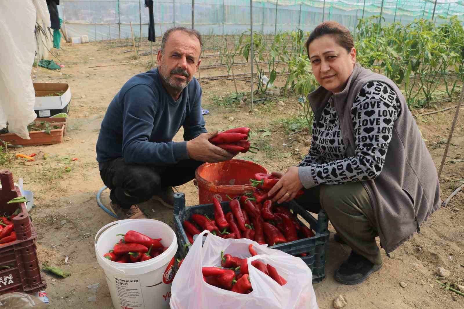 Zirai don sonrası turfanda hasat edilen kapya biber serada 80 TL’den alıcı buluyor
