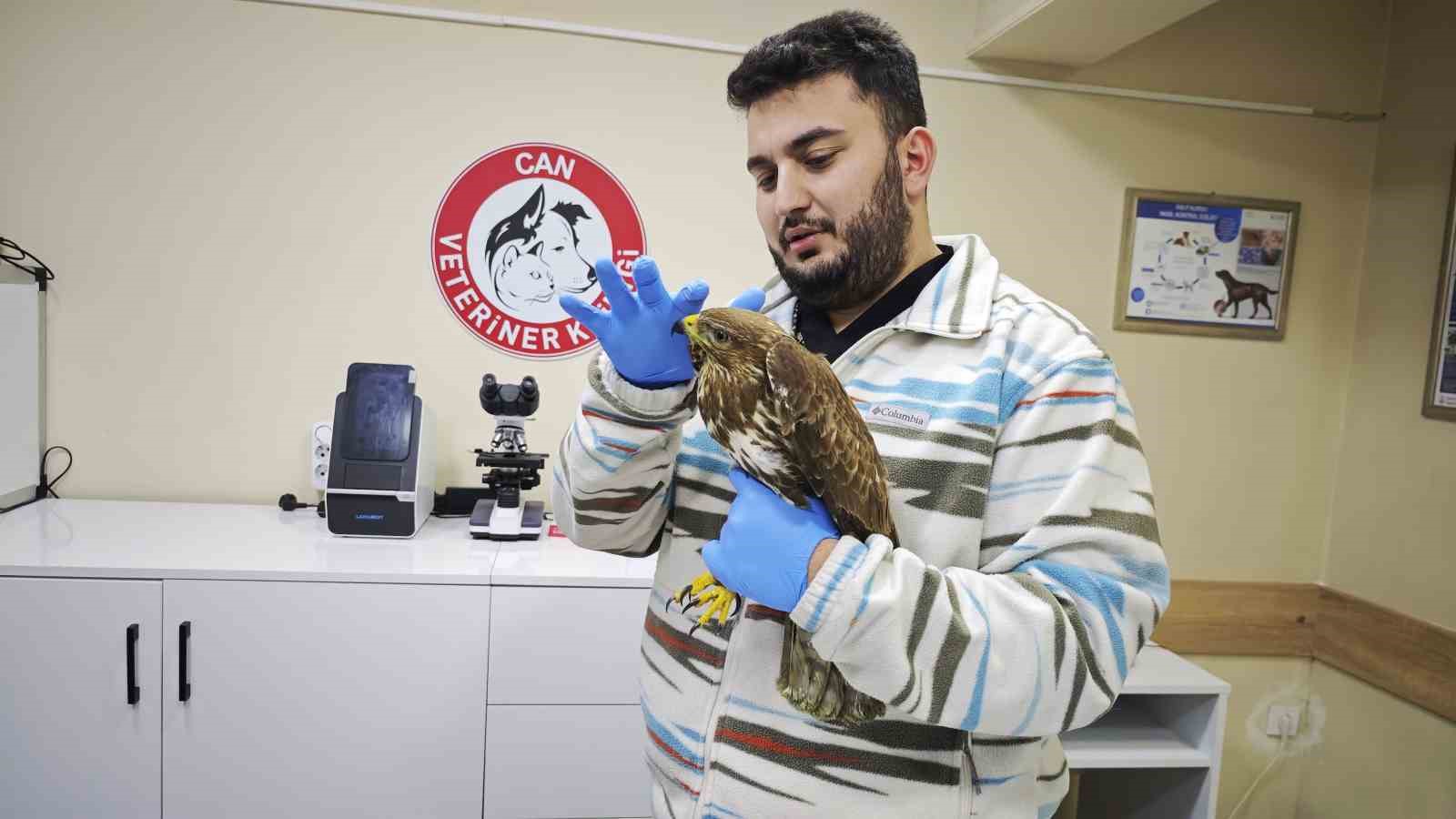 Artvin&rsquo;de yaralı puhu kuşu tedavi altına alındı
