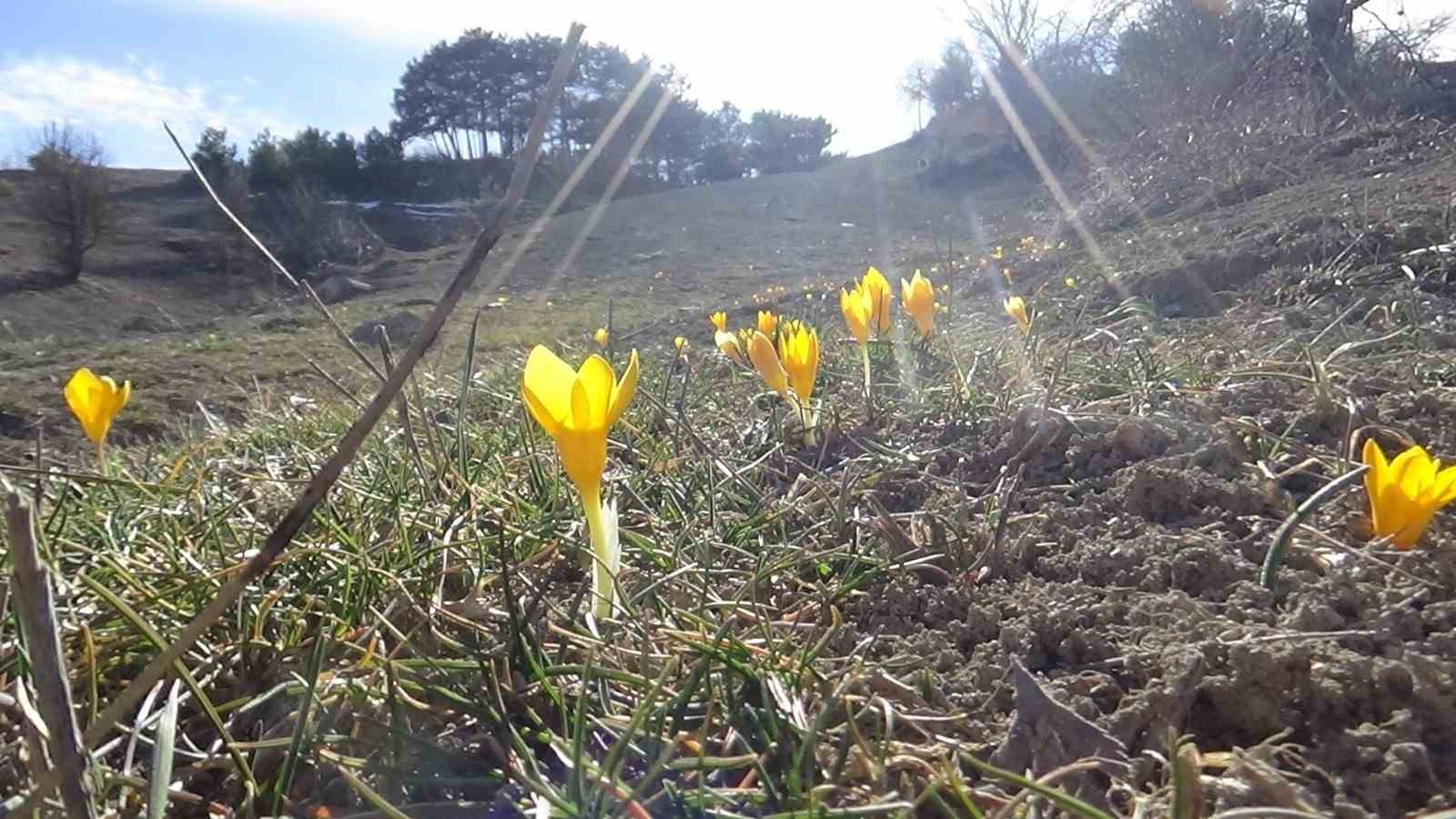 Bolu’da "baharın müjdecisi" çiğdemler çiçek açtı