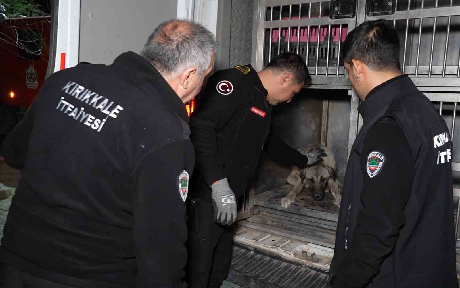 Sirenler bu kez yaralı köpek için çaldı